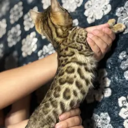 Bengal Kitten