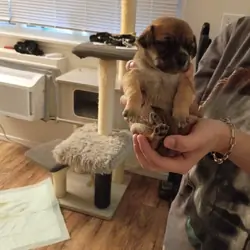 Pug Chihuahua Puppies