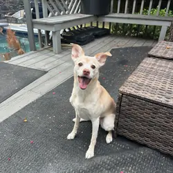 Energetic and Cuddly Whippet/Chihuahua Mix
