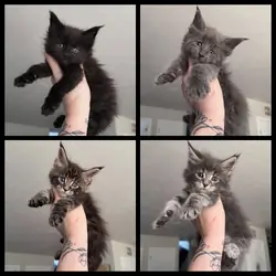 Maine coons (European health tested line)