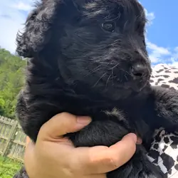 Female F1 Poodle Mix Puppy