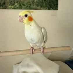 Hand feed tamed Cockatiel