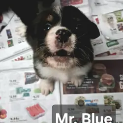 Black Tri Mini- Mr Blue