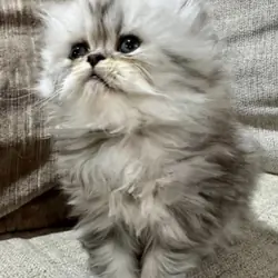 Persian Liter