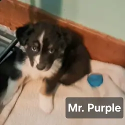 Black Tri- Mr Purple