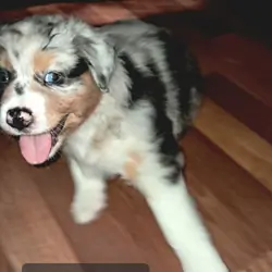 Black Tri/Merle Mix - Mr Black