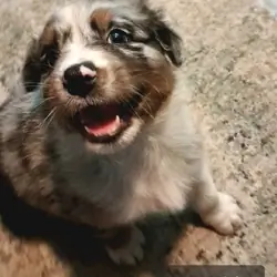 Black Tri/Merle Mini- Mr White