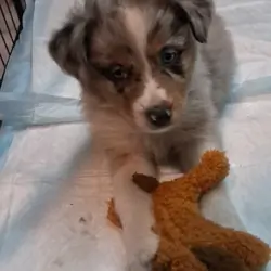 Black Tri/Merle Mix- Mr Blonde