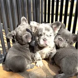 Charming classic blue frenchies for sale