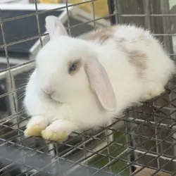 Holland Lop baby Bunnies