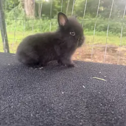 Netherland Dwarf Baby Bunny