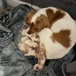 Cavalier King Charles