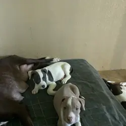 8 Pitbull Puppies