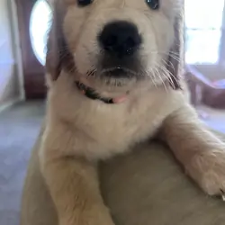 Golden retriever puppies