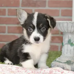 CORGI PUPPIES!