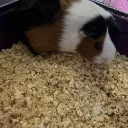 Guinea Pigs, 3, females