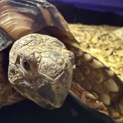 Tortoise, Male