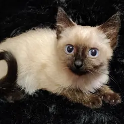 Luna, Female Sealpoint Siamese