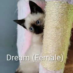 Dream, Female Sealpoint Siamese