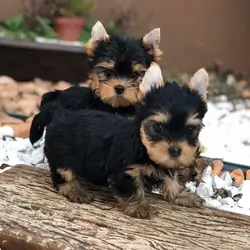 We have yorkie pups looking for a new home
