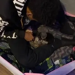tabby cat mother and kittens