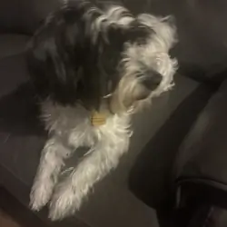 Lhasa Apso mixed