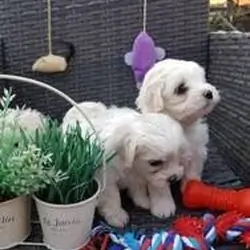 Healthy Maltese puppies available