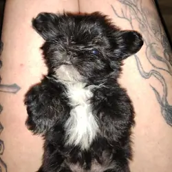 Purebred shih Tzu puppies