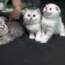 Scottish Fold Kittens