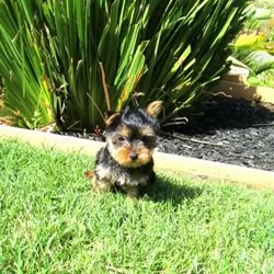 perfect Yorkshire Terrier puppies