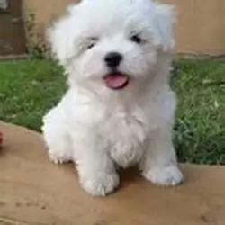 Cute and adorable Maltese puppies