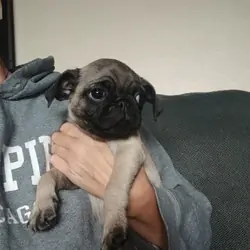 2 pugs