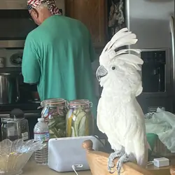 Cockatoo umbrella