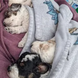 Toy Poodle Puppies