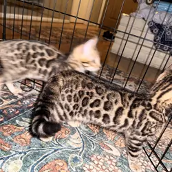 Gorgeous Bengal Kittens