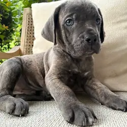 Cane Corso Puppies 9 Weeks