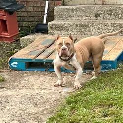 Puppies bully