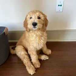Goldendoodle Puppy Available (Bagel)
