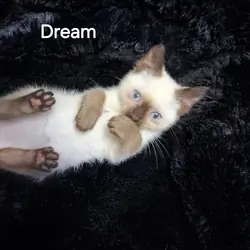 Siamese Kittens