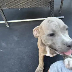 Blue Brindle Female Pit Bull Puppy