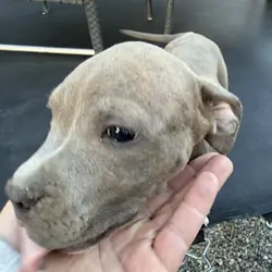 Beautiful female Pit Bull puppy.