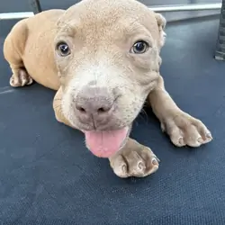 Beautiful fawn/tan female Pit Bull puppy