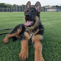 #German shepherd puppies