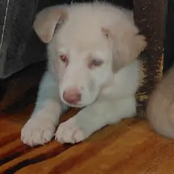 Pup