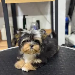 Energetic Yorkshire Terrier