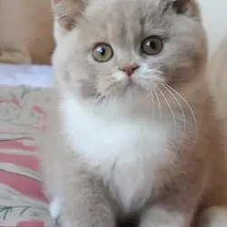Beautiful exotic Shorthair kittens up for sale.