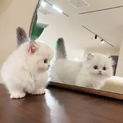 Exotic British Shorthair Kittens