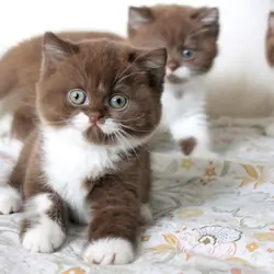 Male British shorthair kittens 10 weeks old