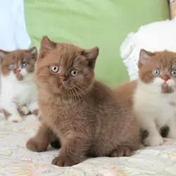 British Shorthair kittens for good homes