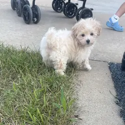 3lb sweet maltipoo- Male